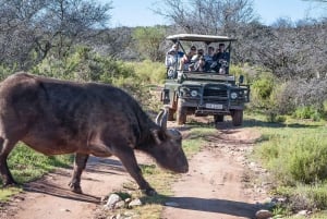 From Cape Town: 3-Day Garden Route Highlights and 4x4 Safari