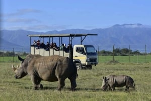 From Cape Town: 3-Day Garden Route Highlights and 4x4 Safari
