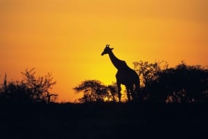 From Cape Town: 3-Day Garden Route Highlights and 4x4 Safari