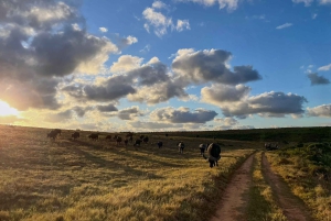 Fra Cape Town: 3-dages Garden Route-safari og kysttur