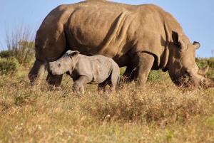 Fra Cape Town: 3-dages Garden Route-safari og kysttur