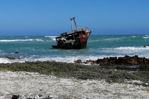 From Cape Town: 3-Day Safari and Coastal Tour with Transfer