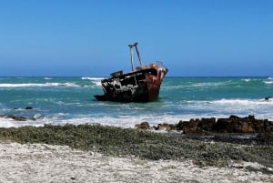 Från Kapstaden: 3-dagars safari och kusttur med transfer