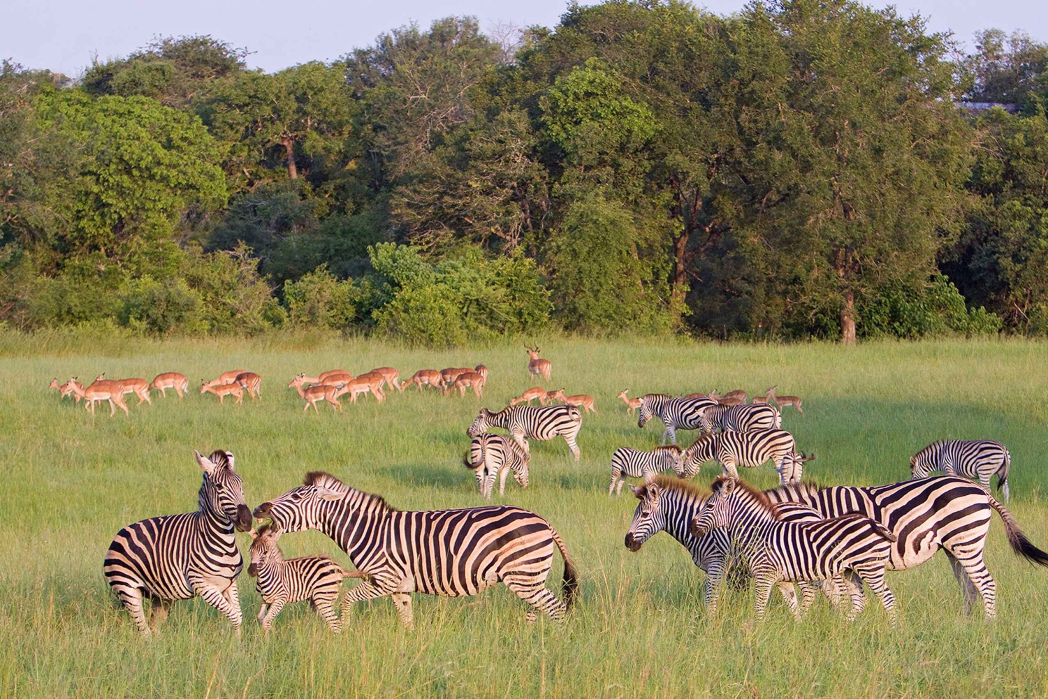Fra Cape Town: 3 dages Kruger Safari & Panorama Route Tour
