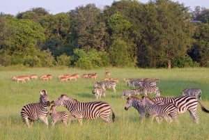 Fra Cape Town: 3 dagers Kruger-safari og Panoramarute-tur