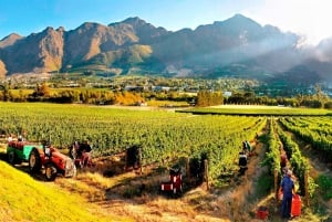 Città del Capo: sorseggia 15 vini in un tour del vino in 3 regioni con formaggio