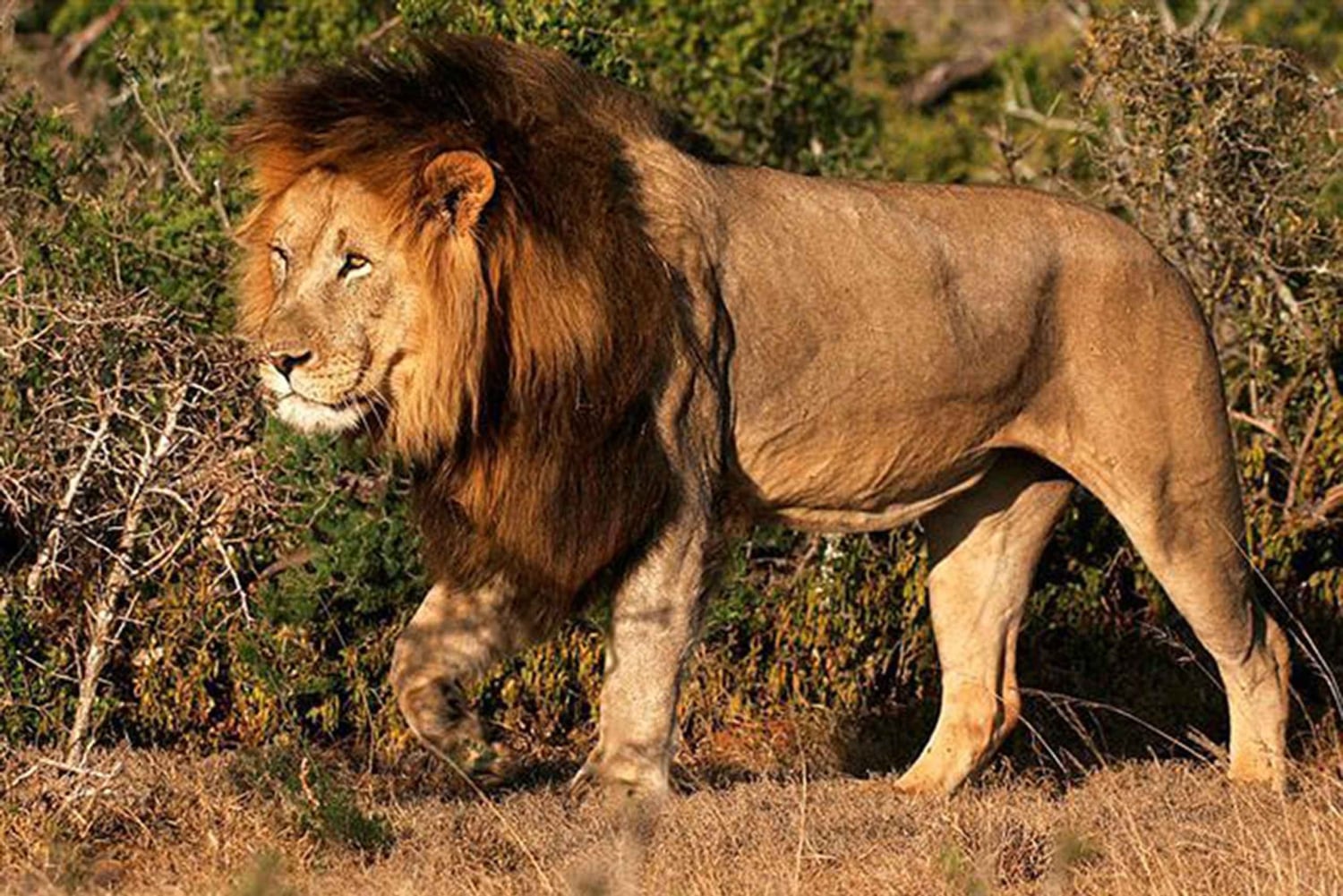 Vanuit Kaapstad: 5-daagse Best of Garden Route en Addo Safari