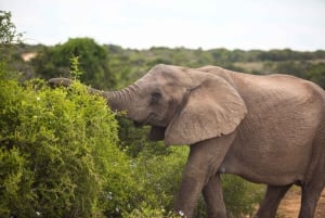 Vanuit Kaapstad: 5-daagse Best of Garden Route en Addo Safari