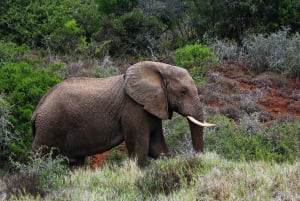 Vanuit Kaapstad: 5-daagse Best of Garden Route en Addo Safari