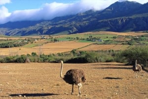 Vanuit Kaapstad: 5-daagse Best of Garden Route en Addo Safari