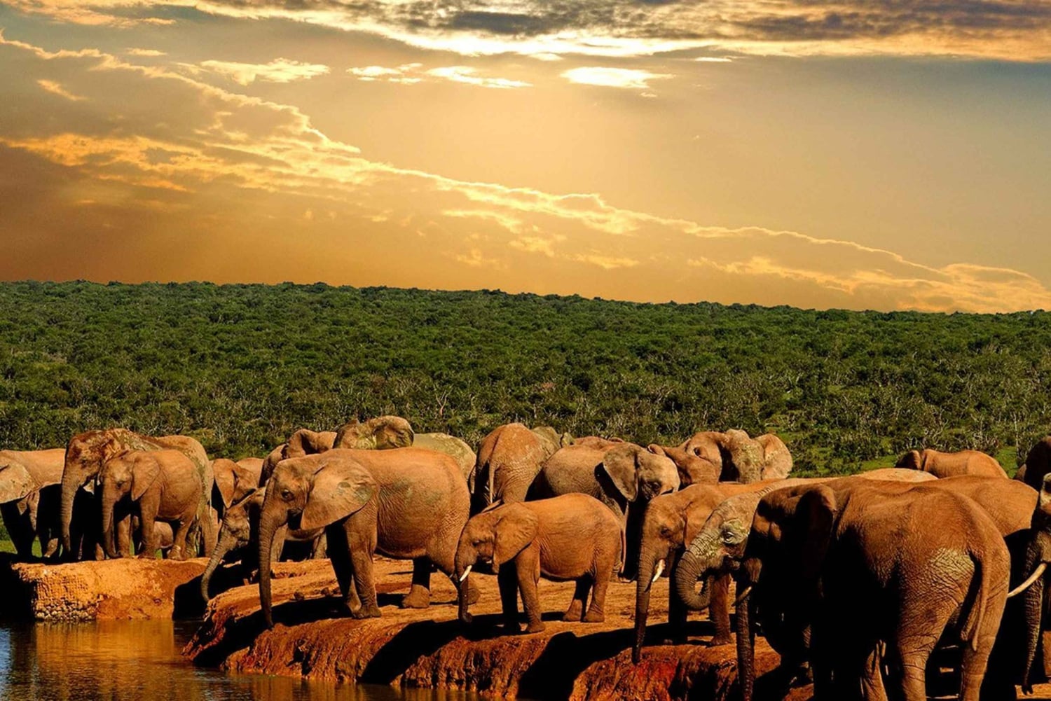 Desde Ciudad del Cabo: Recorrido de 5 días por la Ruta Jardín y el Parque de Elefantes de Addo