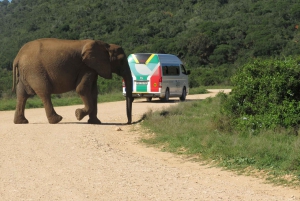 From Cape Town: 5-Day Garden Route & Addo Elephant Park Tour