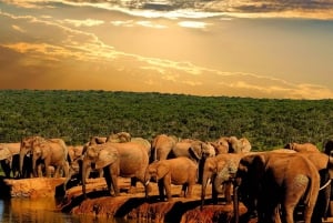 Desde Ciudad del Cabo: Recorrido de 5 días por la Ruta Jardín y el Parque de Elefantes de Addo