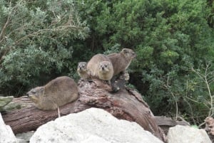 Desde Ciudad del Cabo: Recorrido de 5 días por la Ruta Jardín y el Parque de Elefantes de Addo