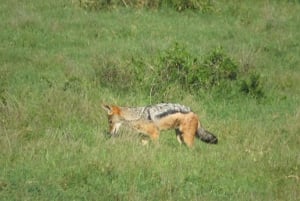 Desde Ciudad del Cabo: Recorrido de 5 días por la Ruta Jardín y el Parque de Elefantes de Addo