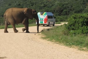Desde Ciudad del Cabo: Recorrido de 5 días por la Ruta Jardín y el Parque de Elefantes de Addo