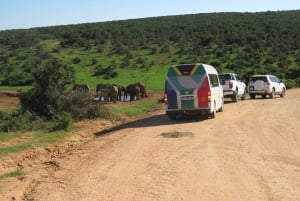 Desde Ciudad del Cabo: Recorrido de 5 días por la Ruta Jardín y el Parque de Elefantes de Addo