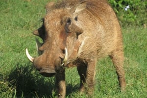 Desde Ciudad del Cabo: Recorrido de 5 días por la Ruta Jardín y el Parque de Elefantes de Addo