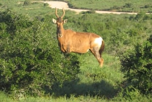 Desde Ciudad del Cabo: Recorrido de 5 días por la Ruta Jardín y el Parque de Elefantes de Addo