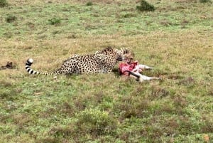 Desde Ciudad del Cabo: Recorrido de 5 días por la Ruta Jardín y el Parque de Elefantes de Addo