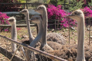 Vanuit Kaapstad: 7-daagse Garden Route, Addo en Winelands Combo