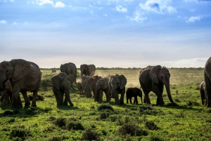 Vanuit Kaapstad: 7-daagse Garden Route, Addo en Winelands Combo