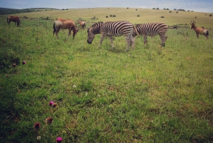 Vanuit Kaapstad: 7-daagse Garden Route, Addo en Winelands Combo