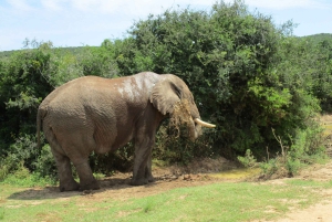 Vanuit Kaapstad: 7-daagse Garden Route, Addo en Winelands Combo