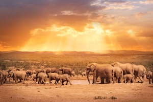 Vanuit Kaapstad: 7-daagse Garden Route, Addo en Winelands Combo