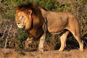 Vanuit Kaapstad: 7-daagse Garden Route, Addo en Winelands Combo