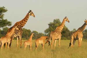 Fra Cape Town: 7-dages tur til Durban med overnatning