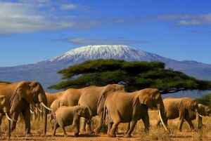 Fra Cape Town: 7-dages tur til Durban med overnatning