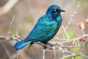 Au départ du Cap : Circuit de 7 jours à Durban avec hébergement