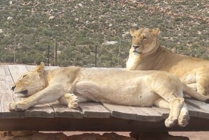 Från Kapstaden: Aquila Game Reserve safaritur med lunch