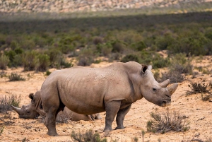 Kapkaupungista: Aquila Game Reserve Safarikierros lounaalla