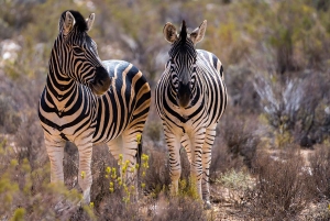 Kapkaupungista: Aquila Game Reserve Safarikierros lounaalla