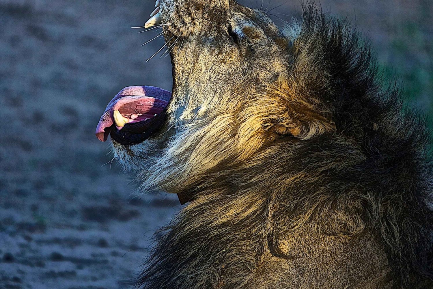 ケープタウン発：アクイラ保護区終日往復送迎