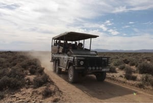 ケープタウン発：アクイラ保護区終日往復送迎