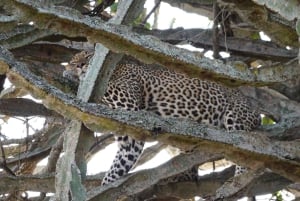 ケープタウン発：アクイラ保護区終日往復送迎