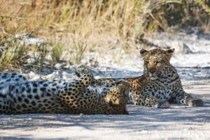 ケープタウン発：アクイラ保護区終日往復送迎