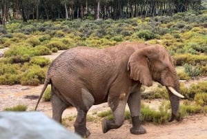 ケープタウン発：アクイラ保護区終日往復送迎