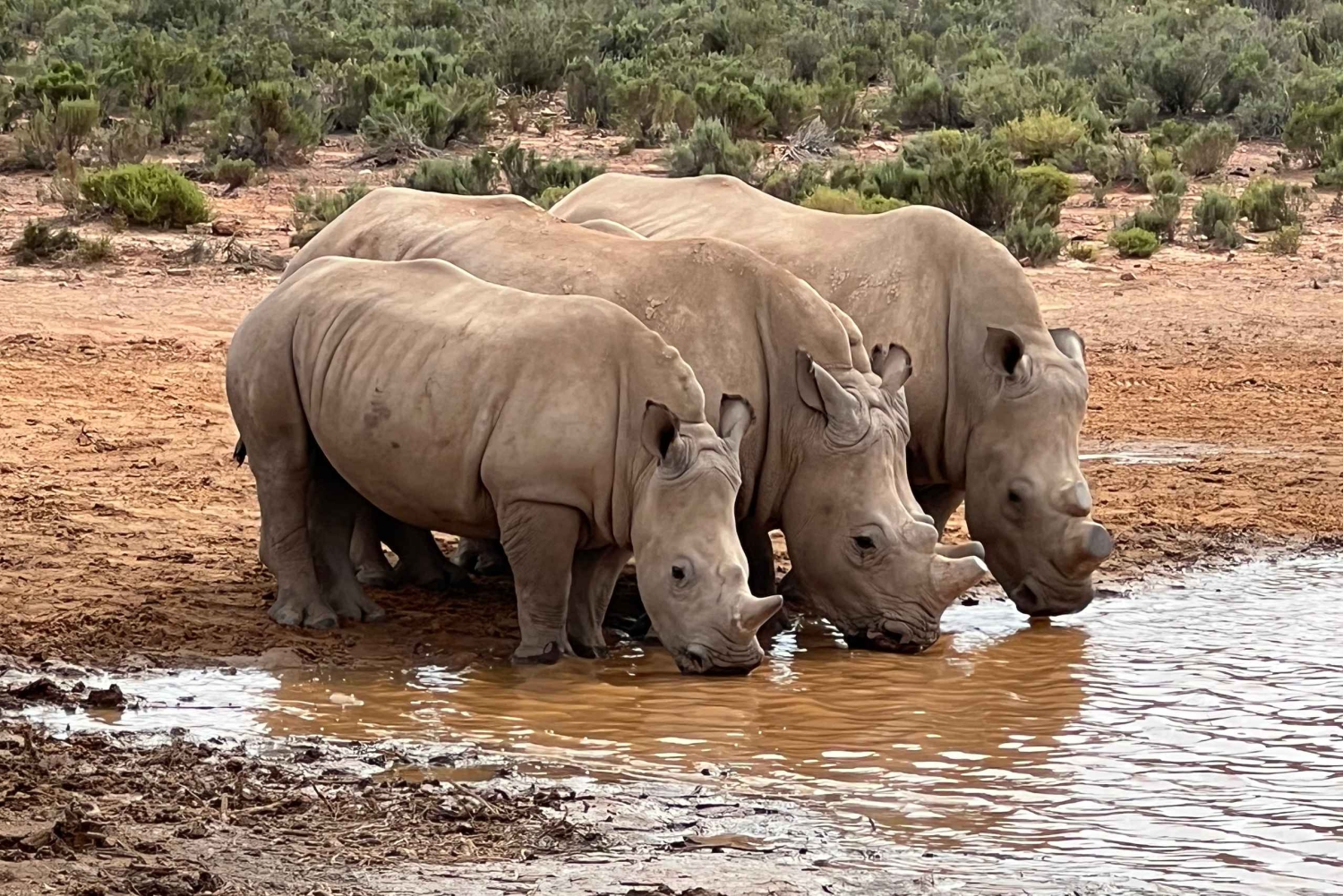 Från Kapstaden: Big Five Safari-upplevelse med lunch