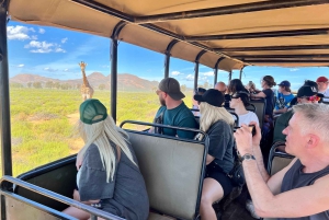 Från Kapstaden: Big Five Safari-upplevelse med lunch
