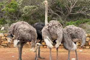 Från Kapstaden: Big Five Safari-upplevelse med lunch