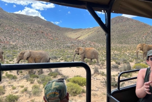 Från Kapstaden: Big Five Safari-upplevelse med lunch