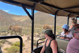 Från Kapstaden: Big Five Safari-upplevelse med lunch
