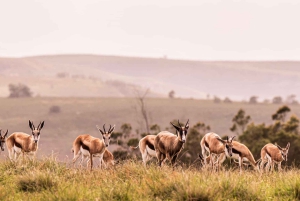 Från Kapstaden: Big Five Safari-upplevelse med lunch