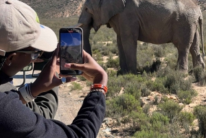 Från Kapstaden: Big Five Safari-upplevelse med lunch