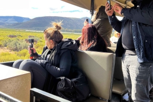 Från Kapstaden: Big Five Safari-upplevelse med lunch