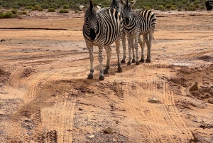 Från Kapstaden: Big Five Safari-upplevelse med lunch